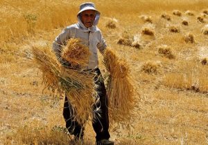 وعده‌هایی که برای گندمکاران نان نشد