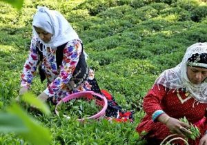 کمبود و گرانی، به سادگی چای خوردن!