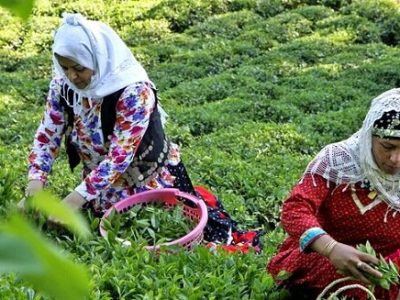 کمبود و گرانی، به سادگی چای خوردن!