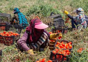 دوربرگردان اشتغال زنان از کشاورزی به خدمات