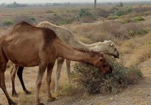 ١٠٠ مقاله به دبيرخانه نخستين كنگره بين المللي شتر در يزد واصل شد