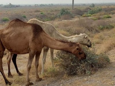 ١٠٠ مقاله به دبيرخانه نخستين كنگره بين المللي شتر در يزد واصل شد