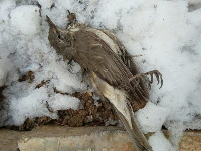 پرندگان مثل سرما دیر رسیدند